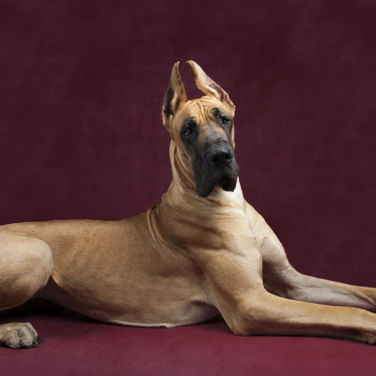 Scooby doo great dane for sale online