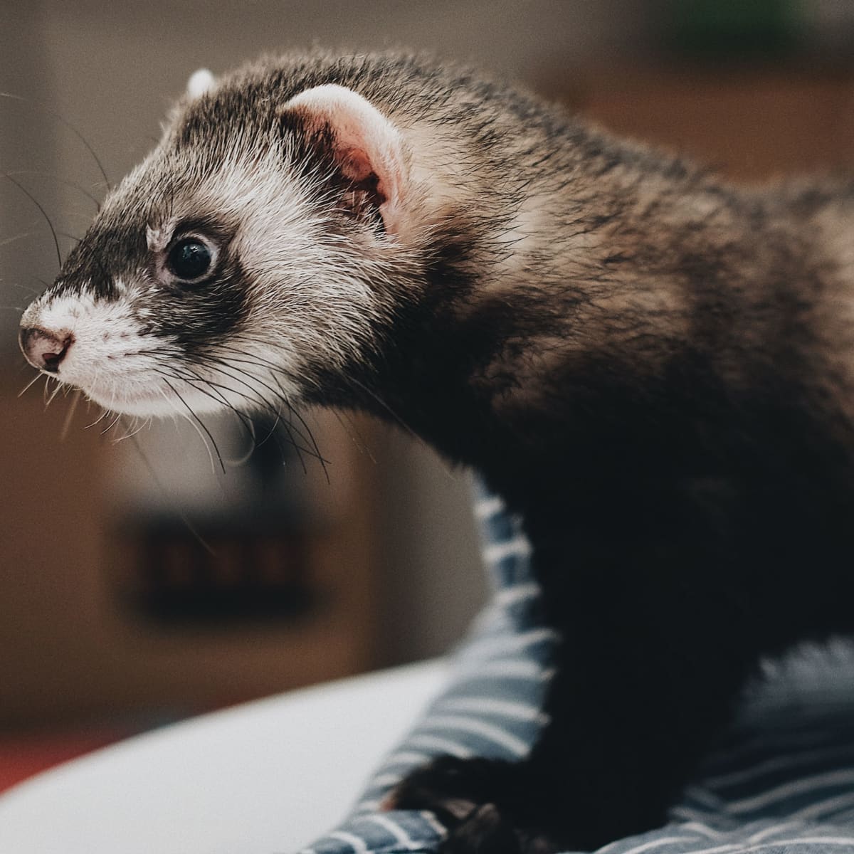 Innova evo ferret online