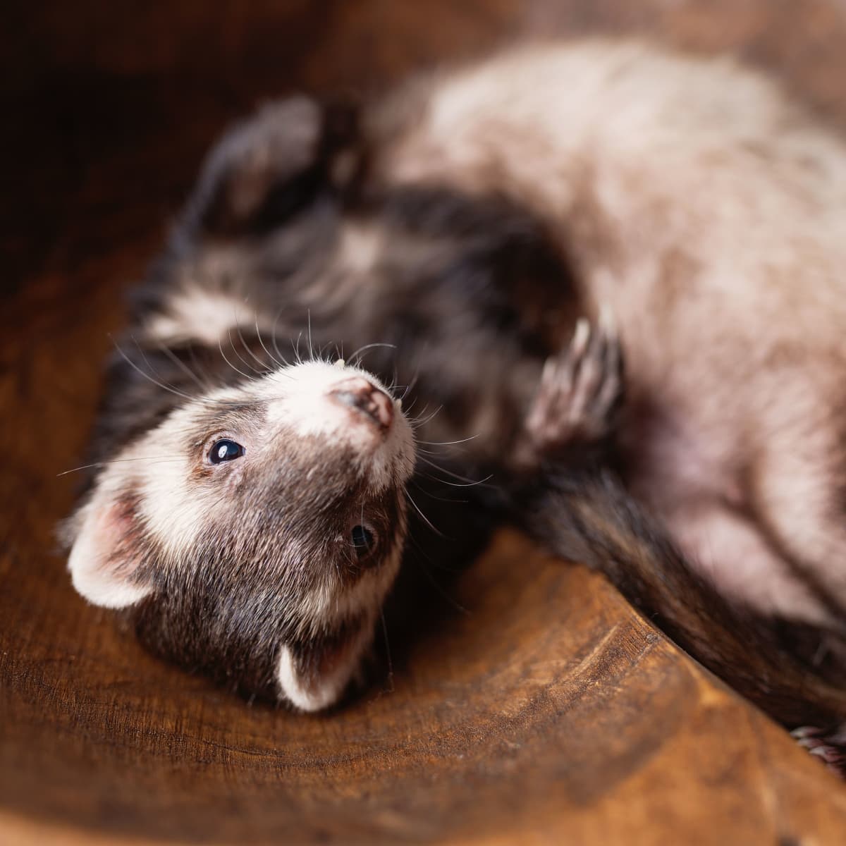 Wood stove pellets for ferret litter on sale