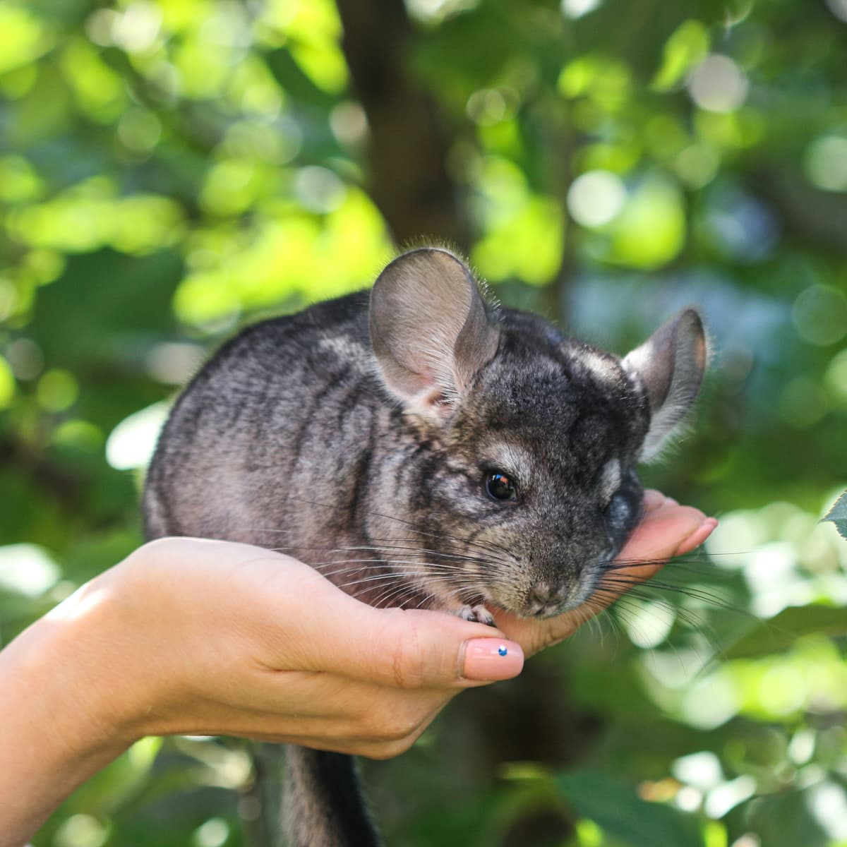 Everything You Need to Know About Caring for Chinchillas PetHelpful