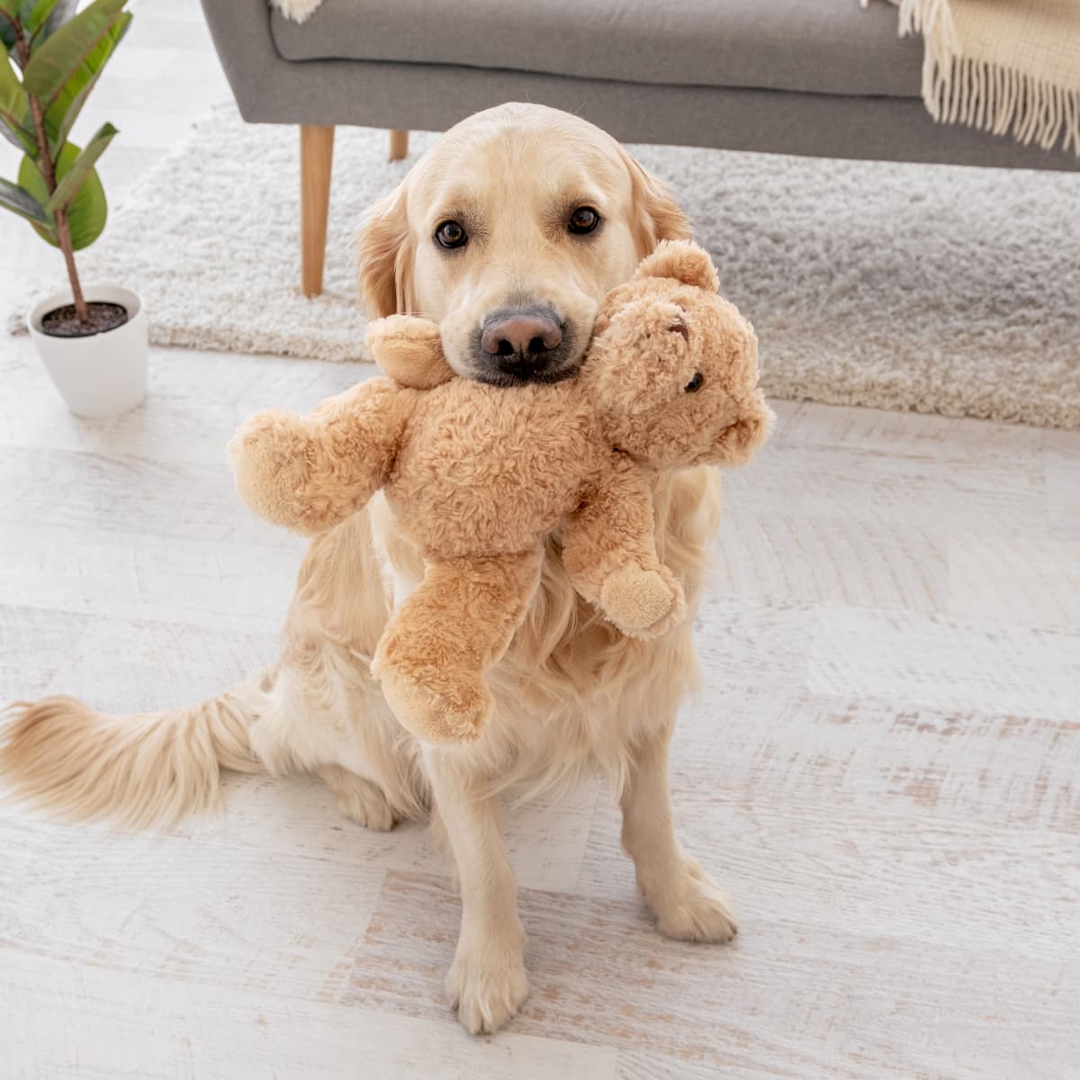 Golden Retriever s Precious Way of Playing with His Toys Is Touching Hearts PetHelpful