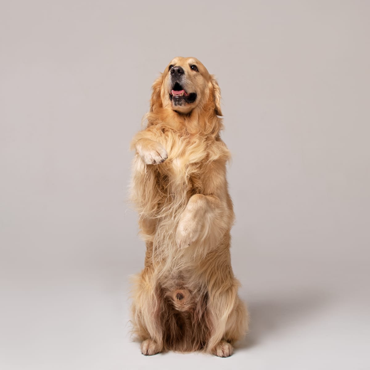 Golden retriever crocs sales