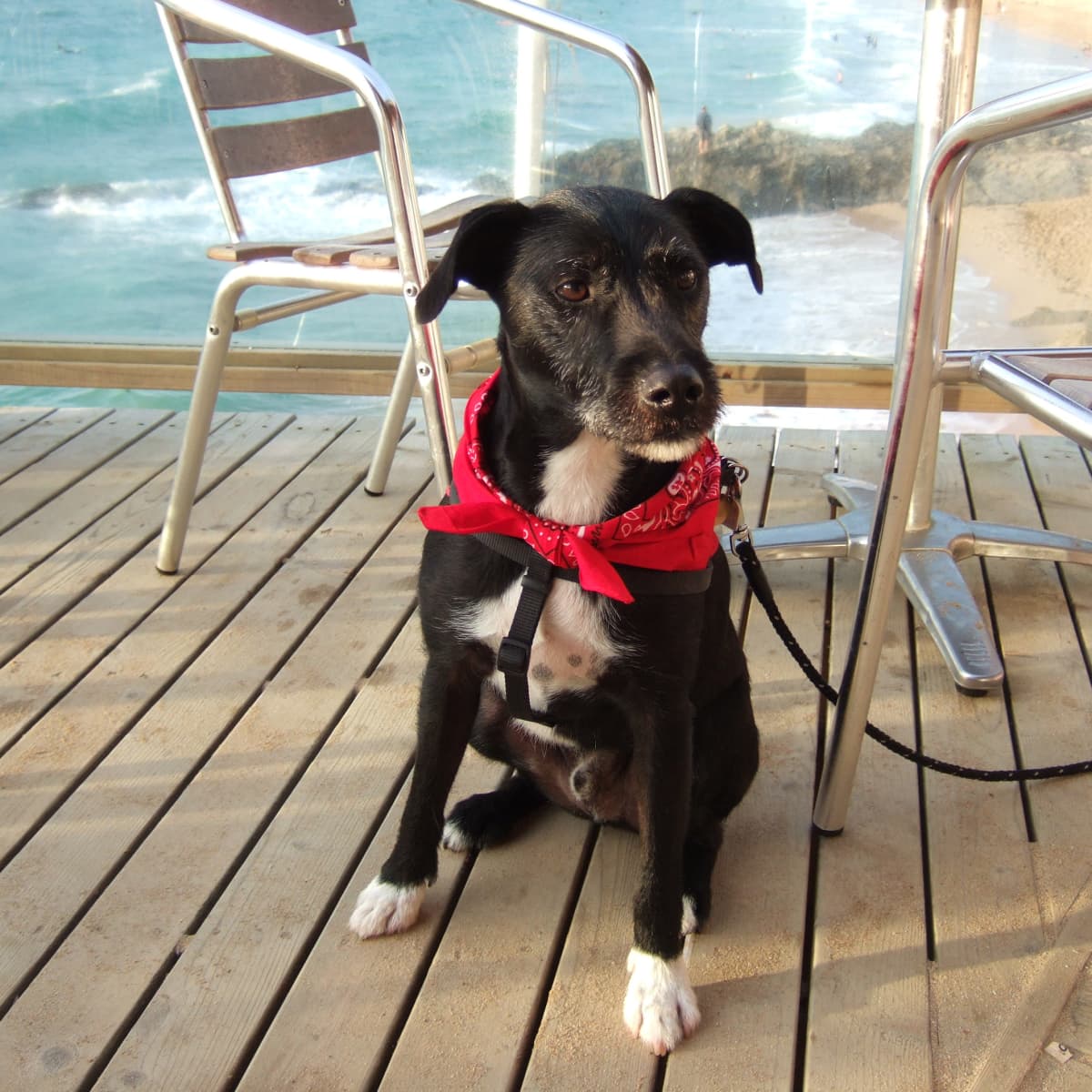 NEIGHBORHOOD DOG LEASH 黒 リード 犬 NEIGHBORHOOD Dog Leash 