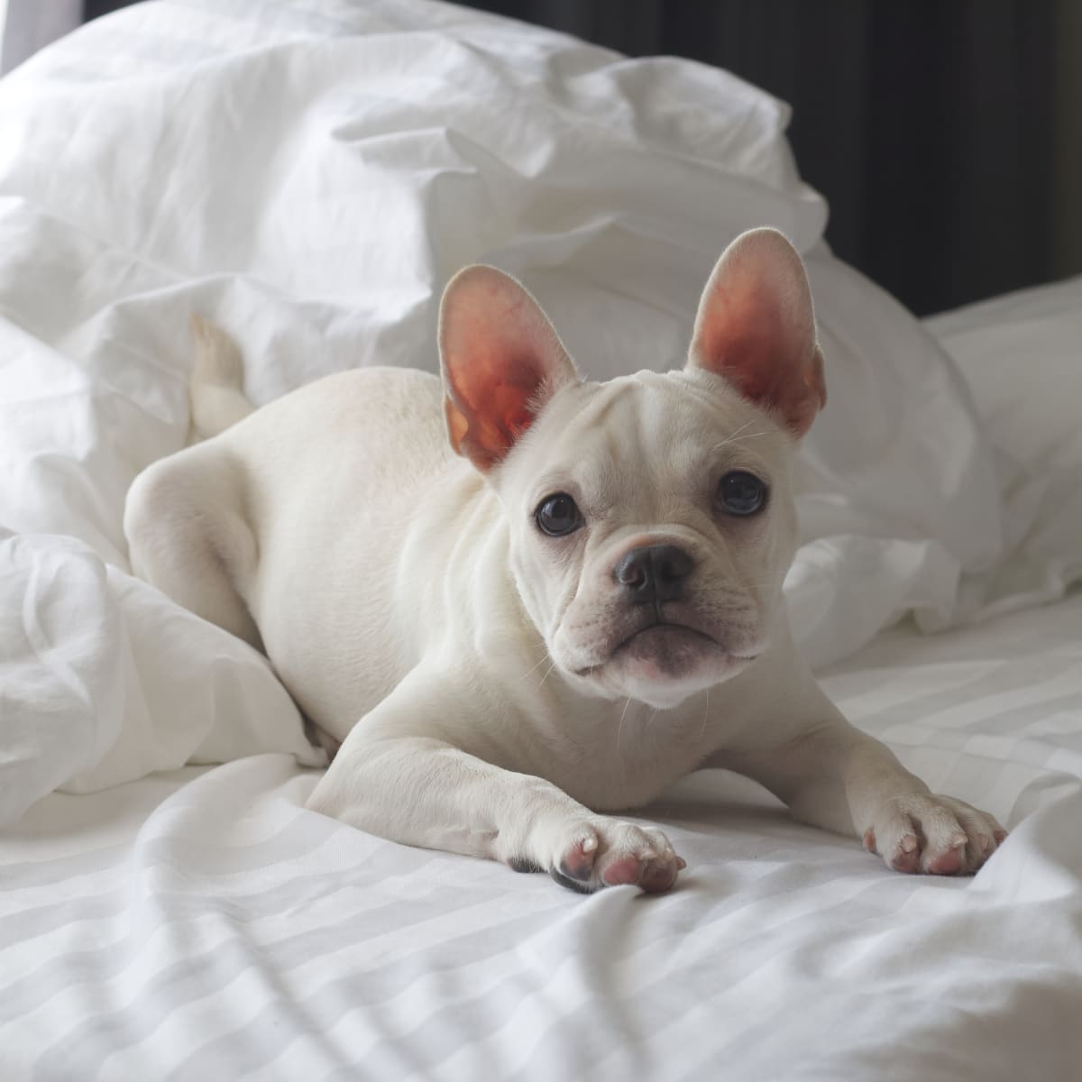 Couple s Dog Cam Footage of Frenchie Left Home Alone Tugs at