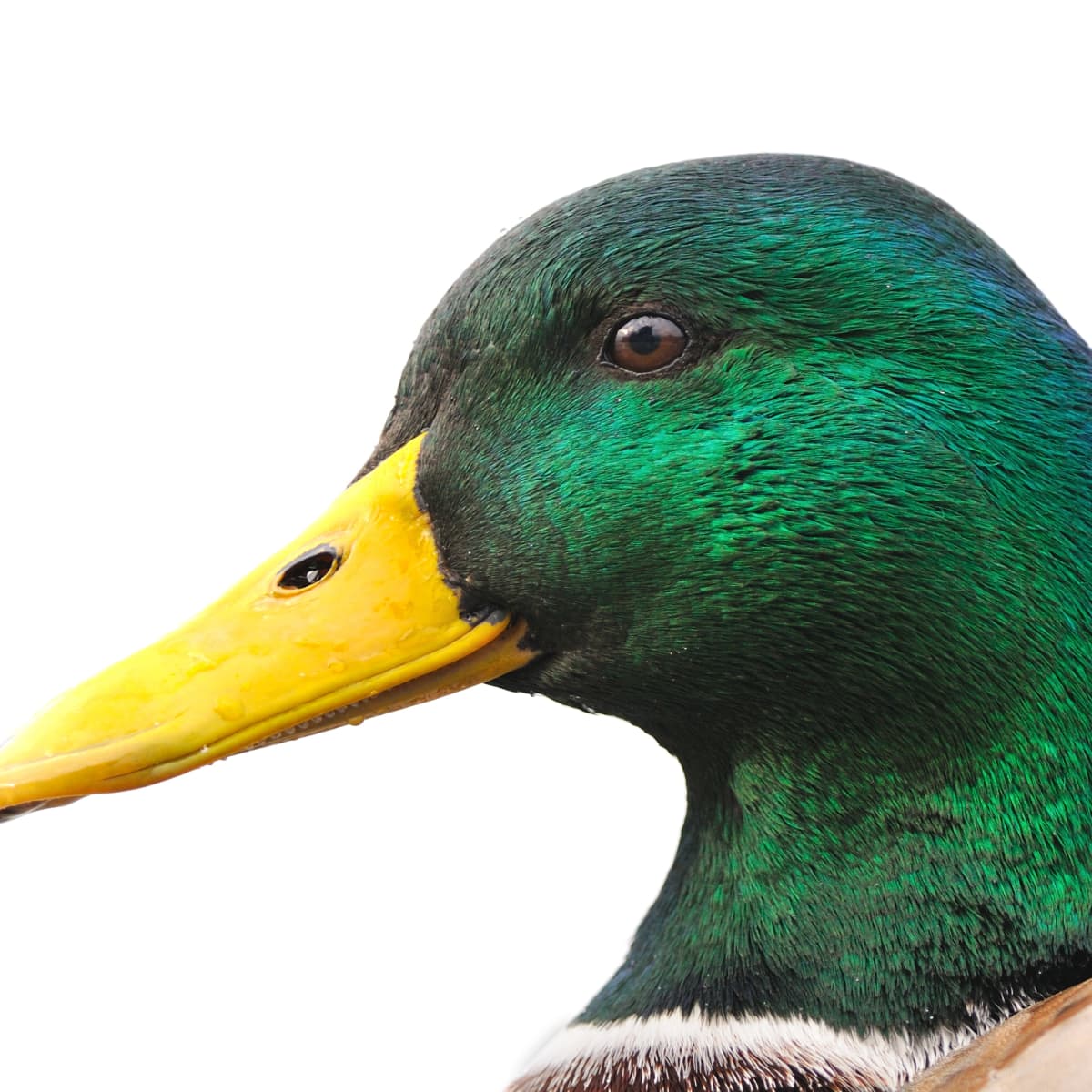 Dapper Duck Wears a Bowtie to Meet His Fish Friends and It s
