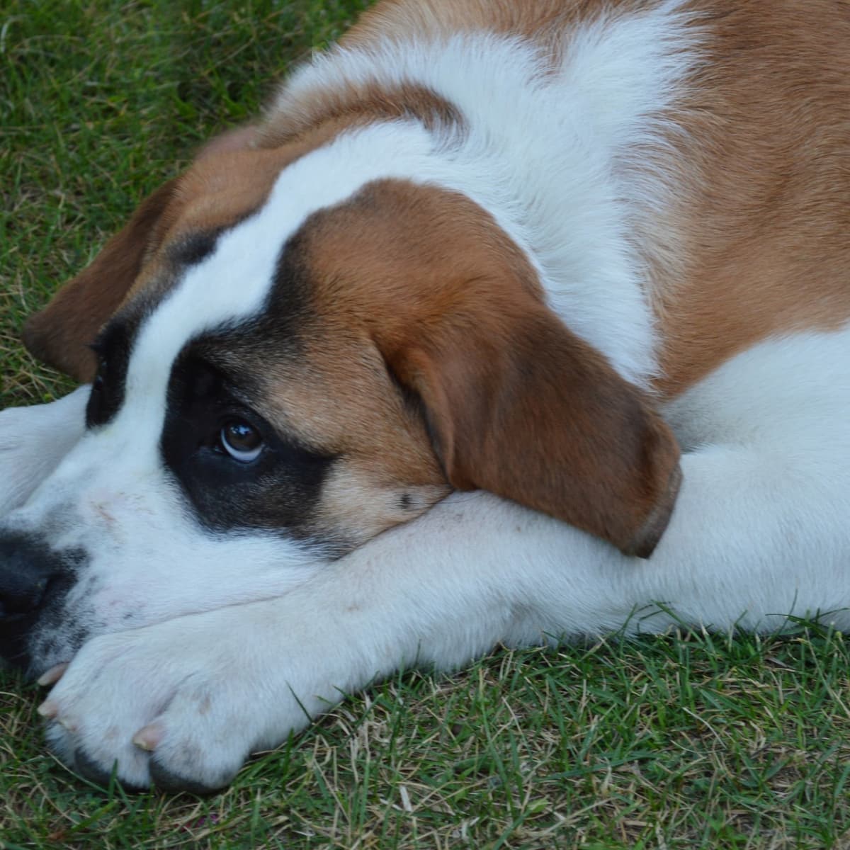 Labrador st bernard hotsell