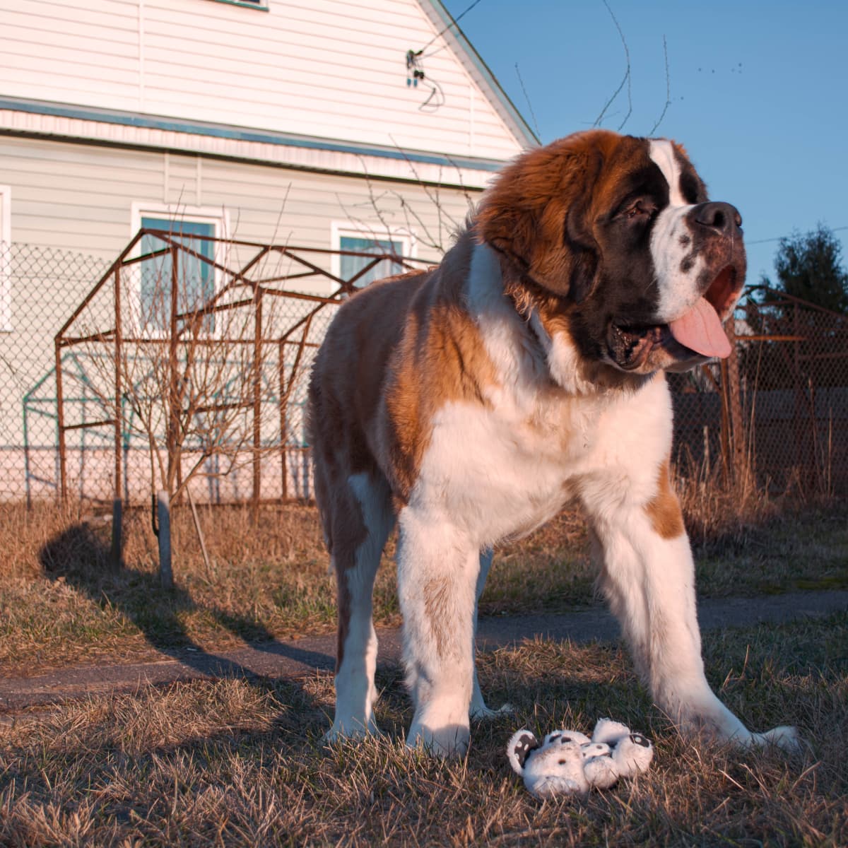 Top ten big dogs deals