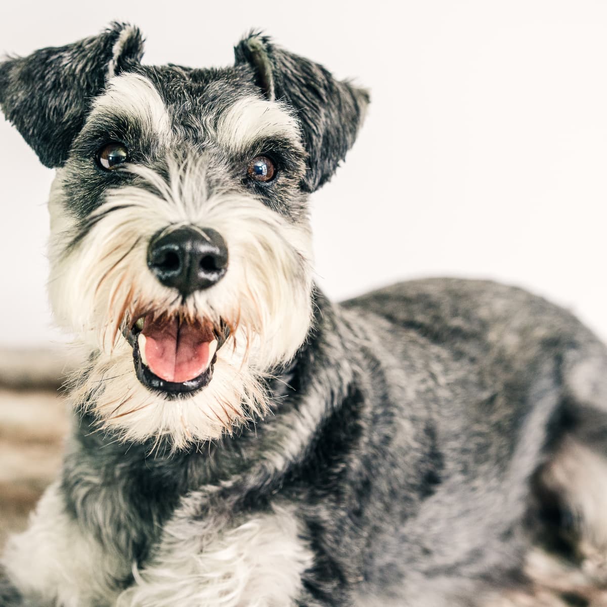 Schnauzer hair type outlet