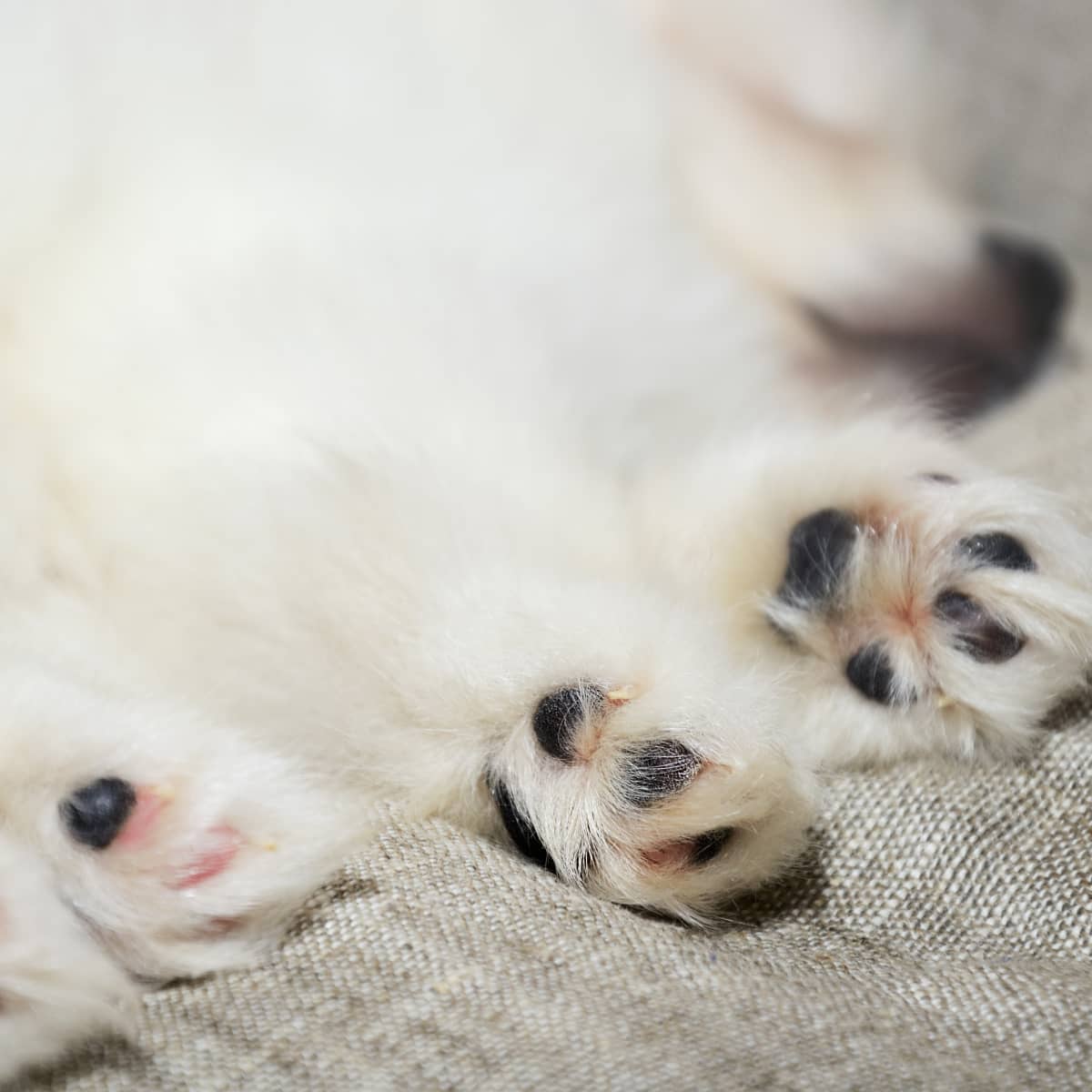 Unique pomeranians cheap