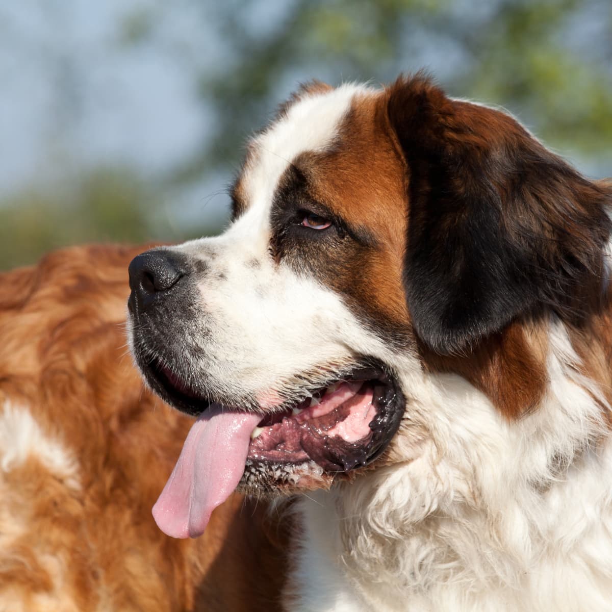 St. Bernard s Sad Face After Being Surrendered to Shelter Is So