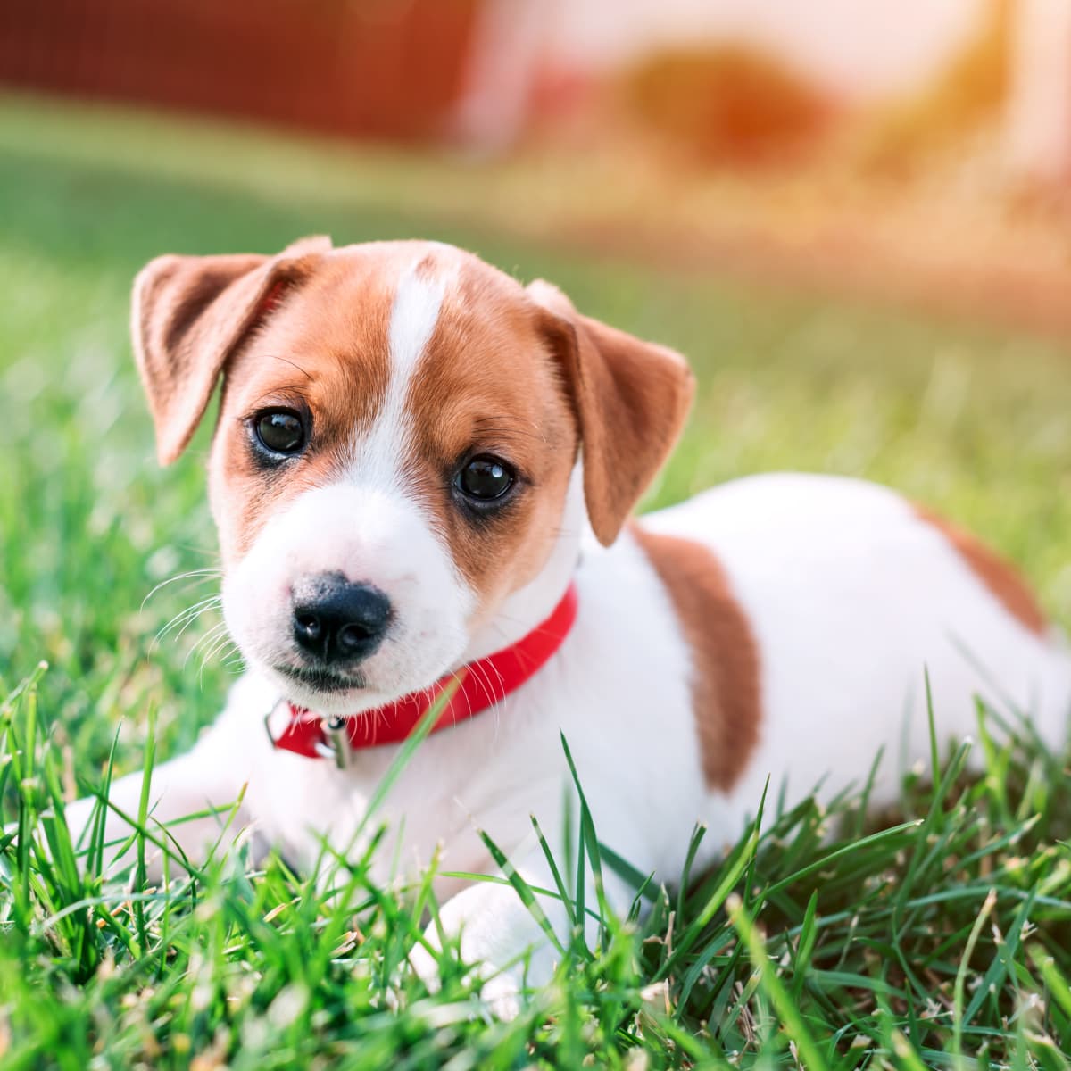 Trade me sale jack russell puppies