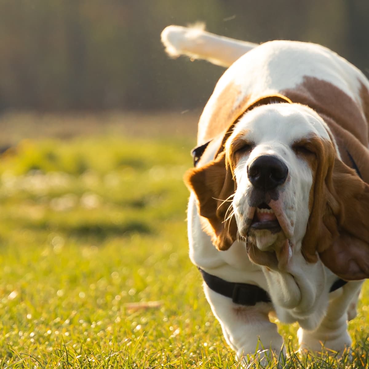 Unusual basset hound names hot sale