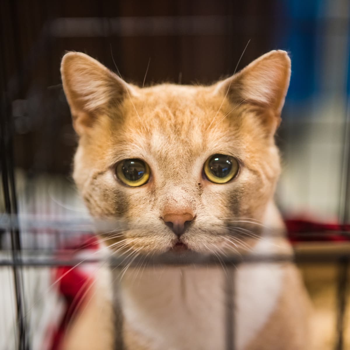 18 year old cat discount