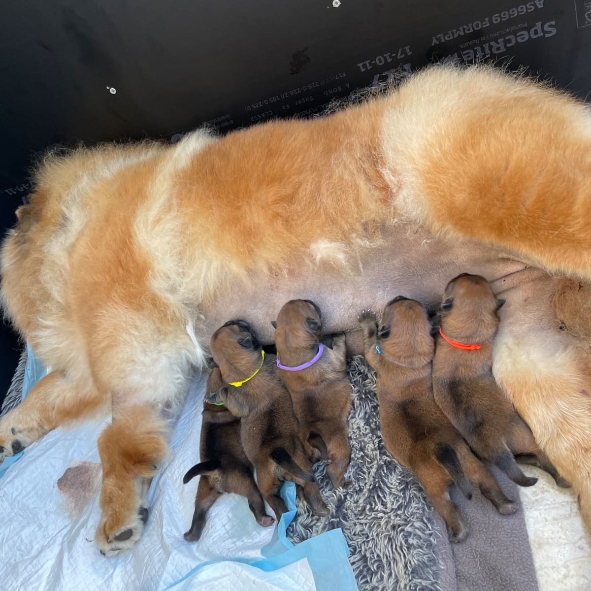 Puppy throwing up mother's milk store