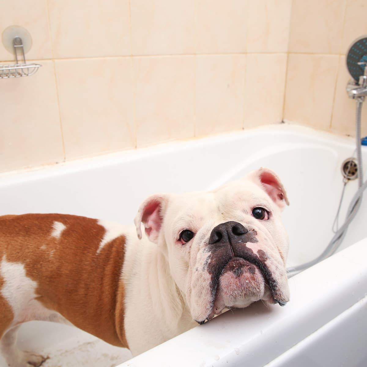 Bulldog s Reaction to Mom Telling Him It s Bath Time Is Priceless