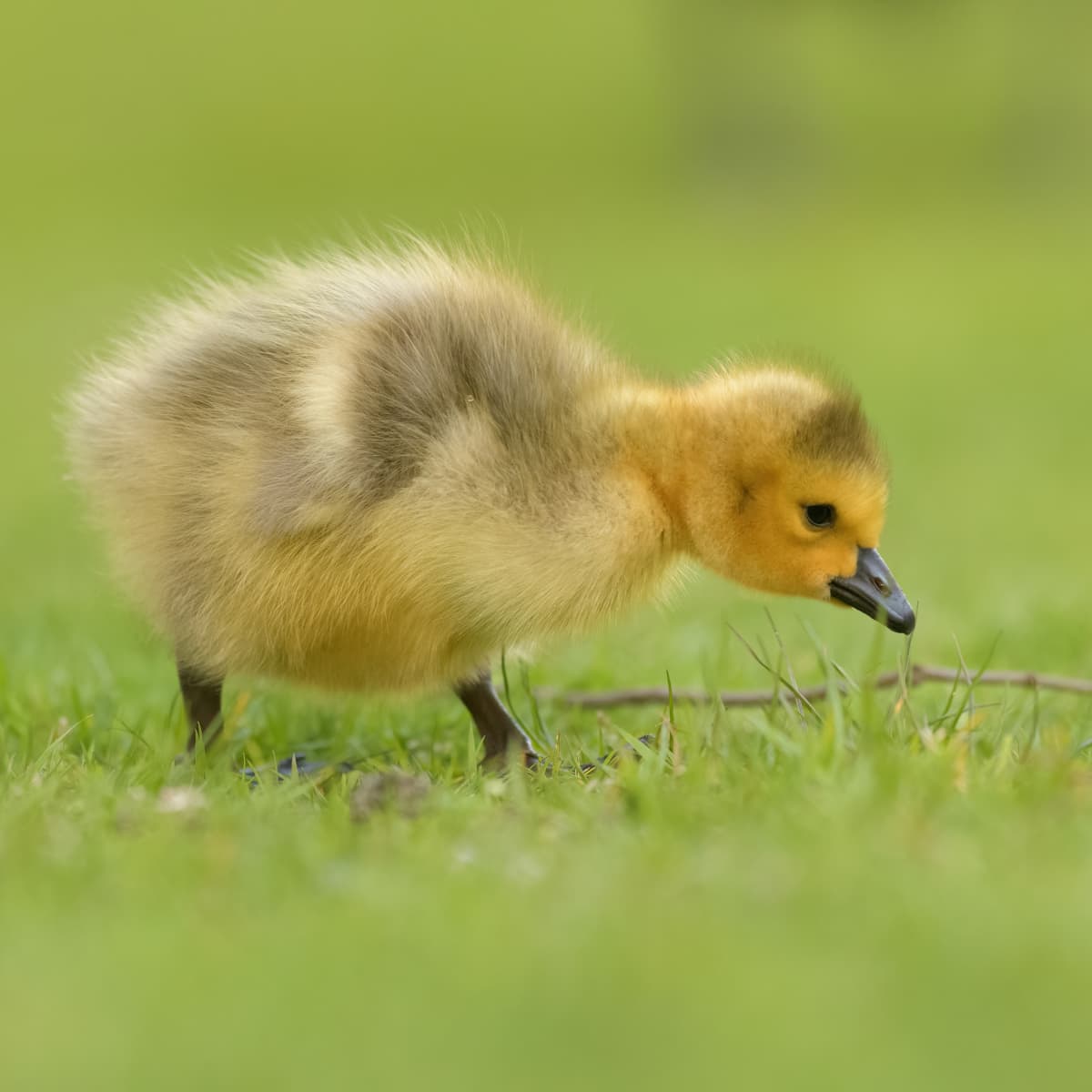 Baby Goose - Identification, Diet & More