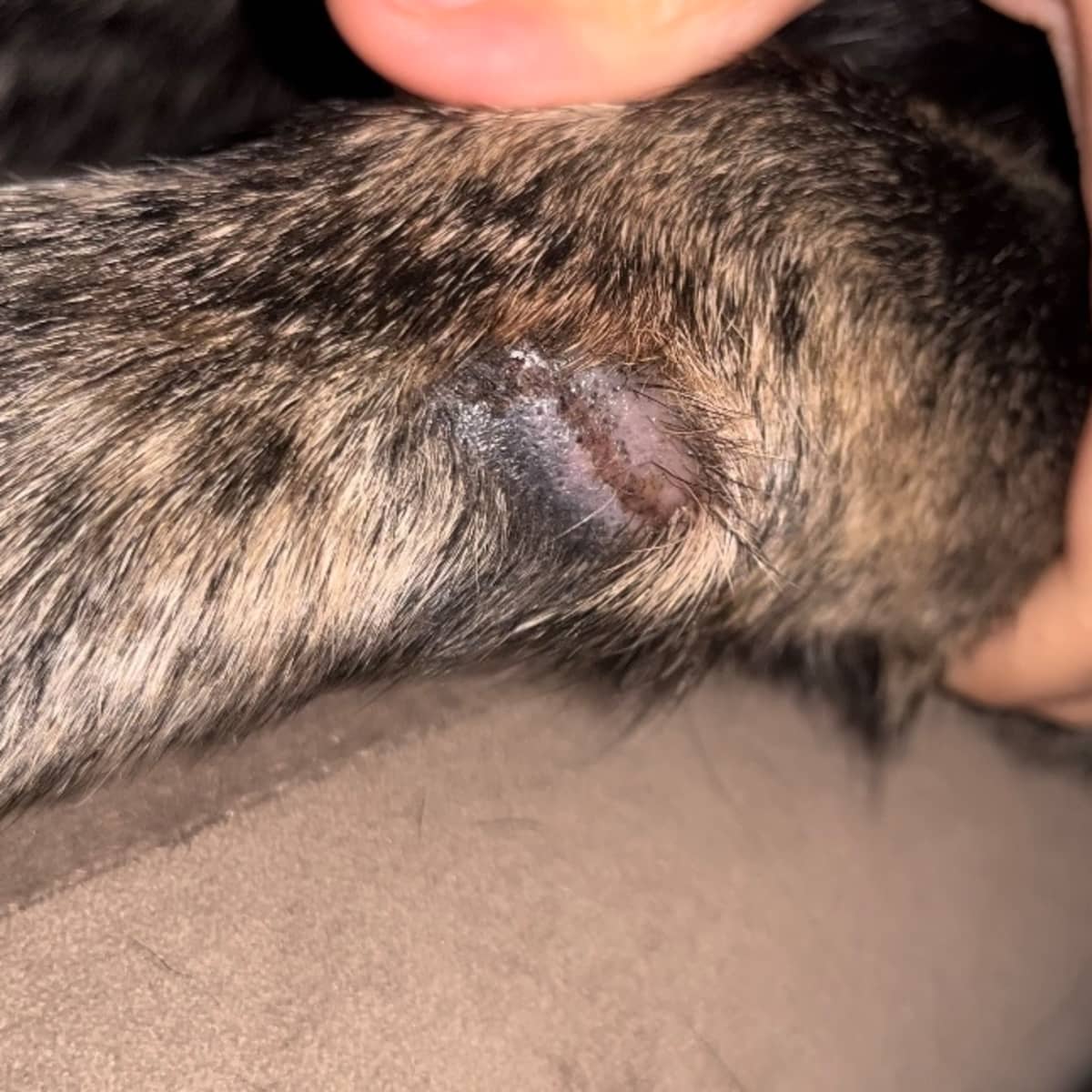 Why Does the Skin on My Dog s Leg Look Weird After Grooming PetHelpful