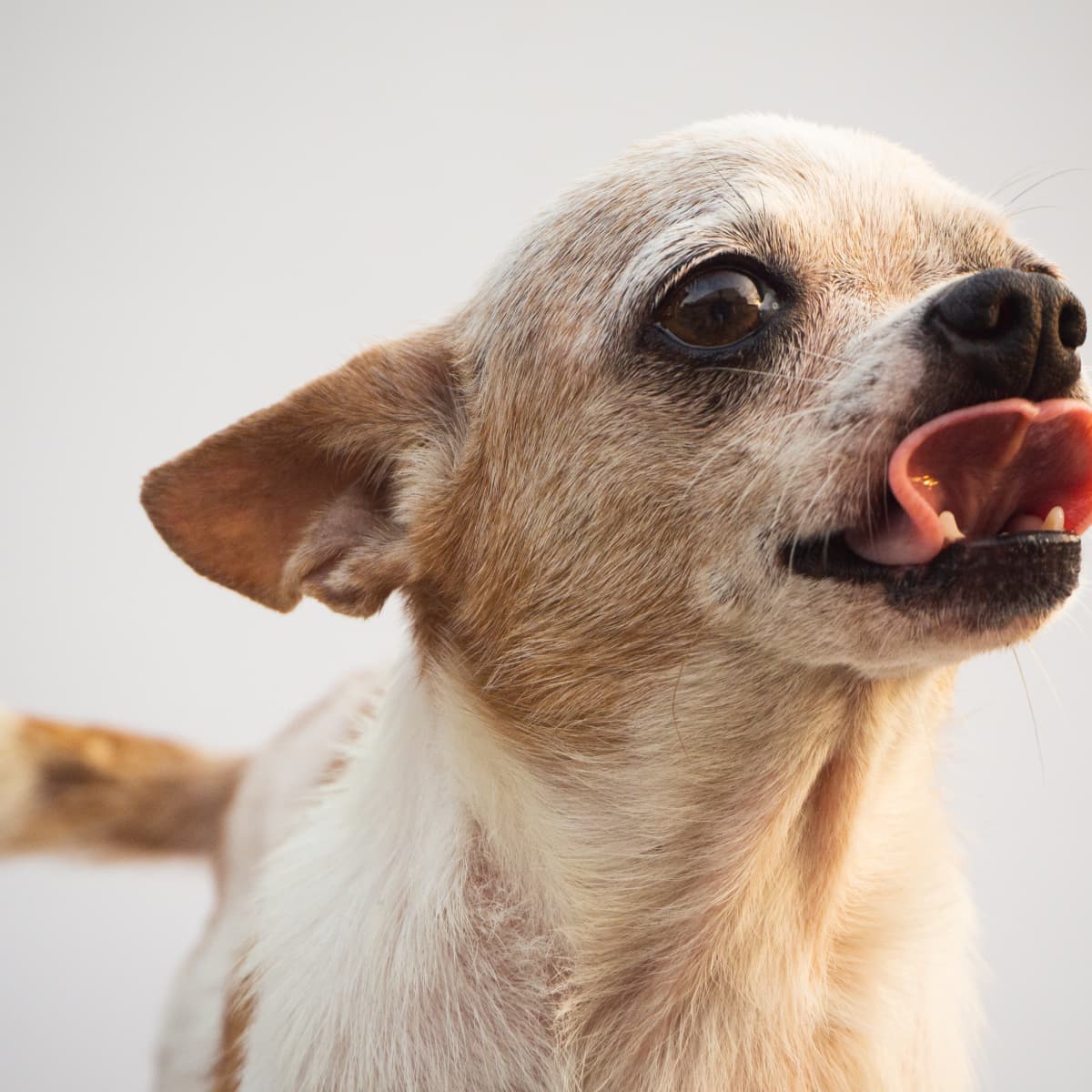 Senior chihuahua on sale