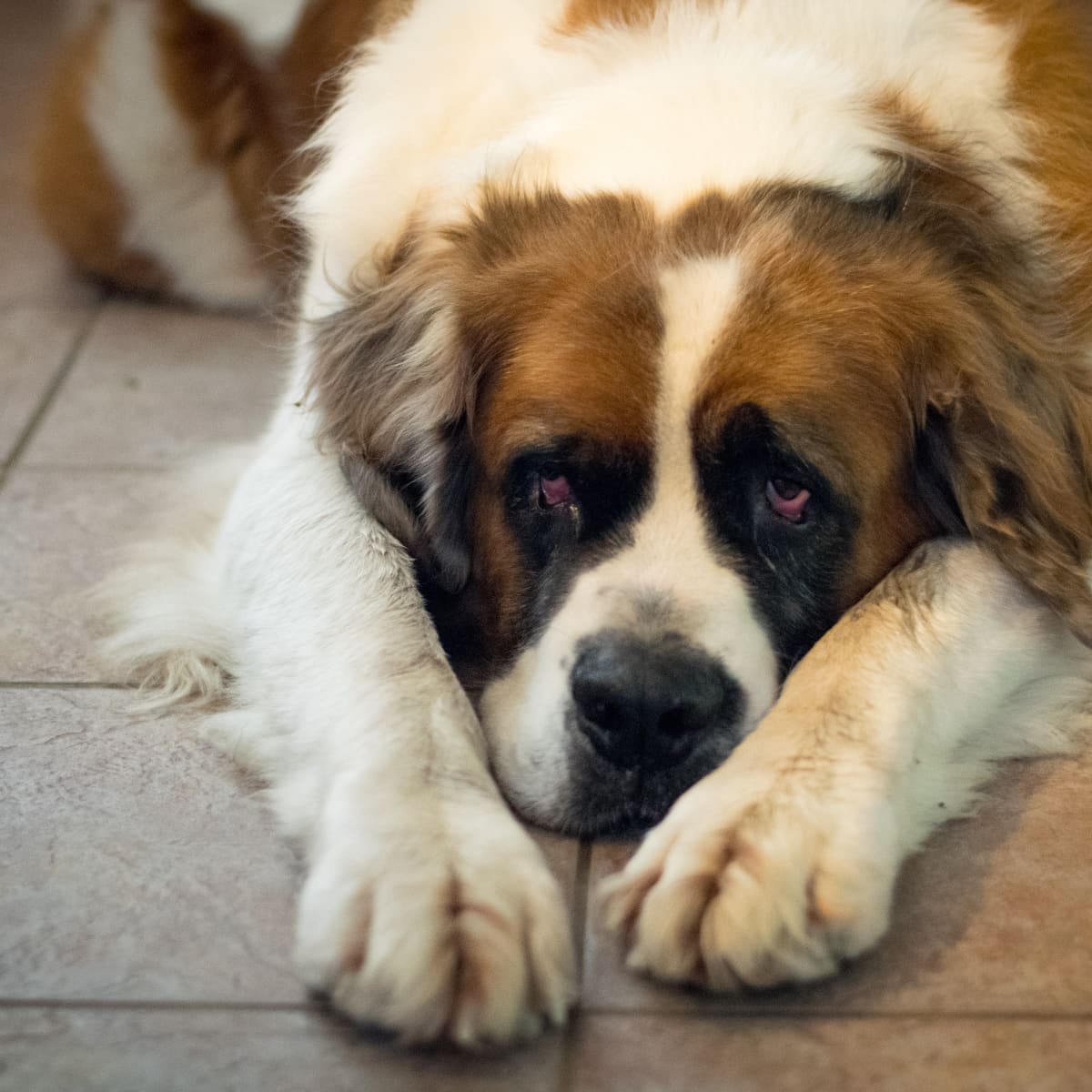 Pregnant st hot sale bernard