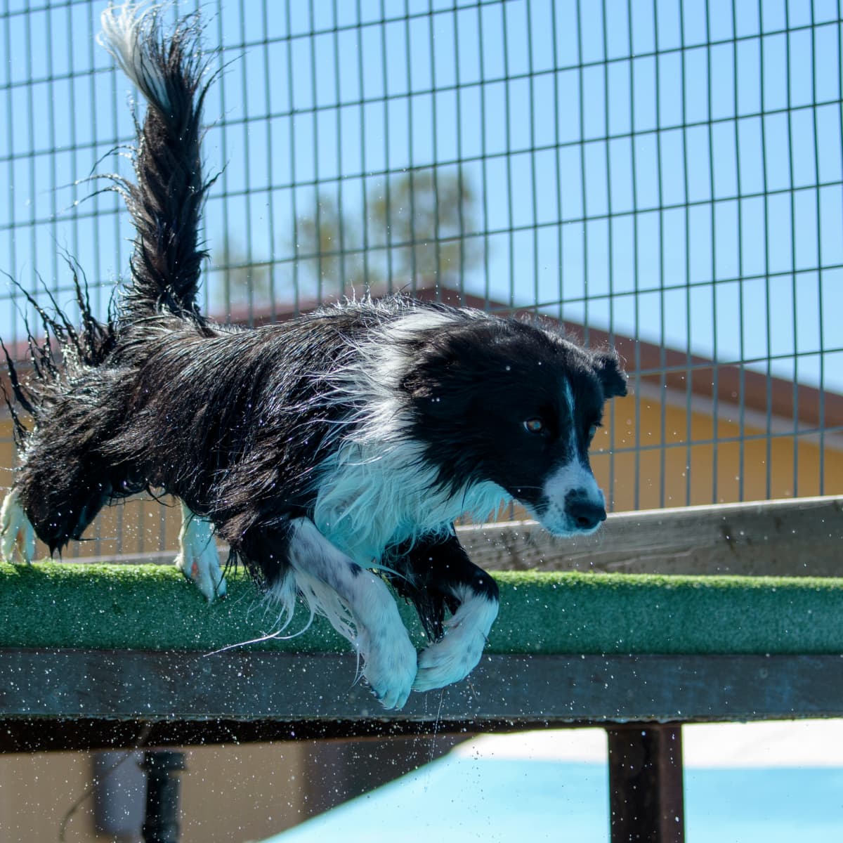 Border collie discount dock diving