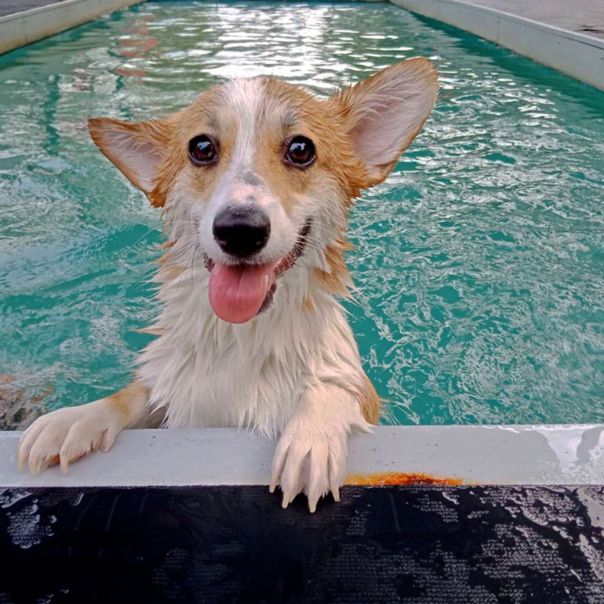 Wet corgi hotsell