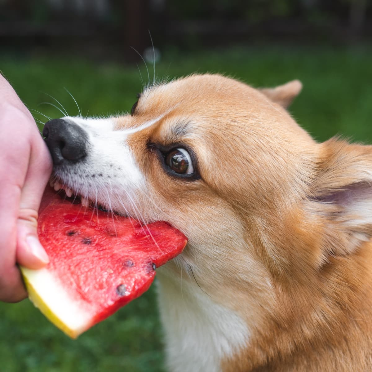 Cute Corgi Howls When She Eats Watermelon and It's Just Perfect