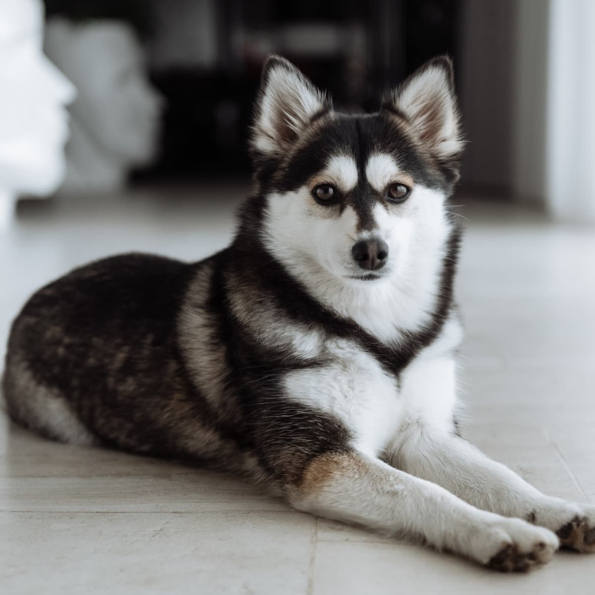Newborn pomsky shop