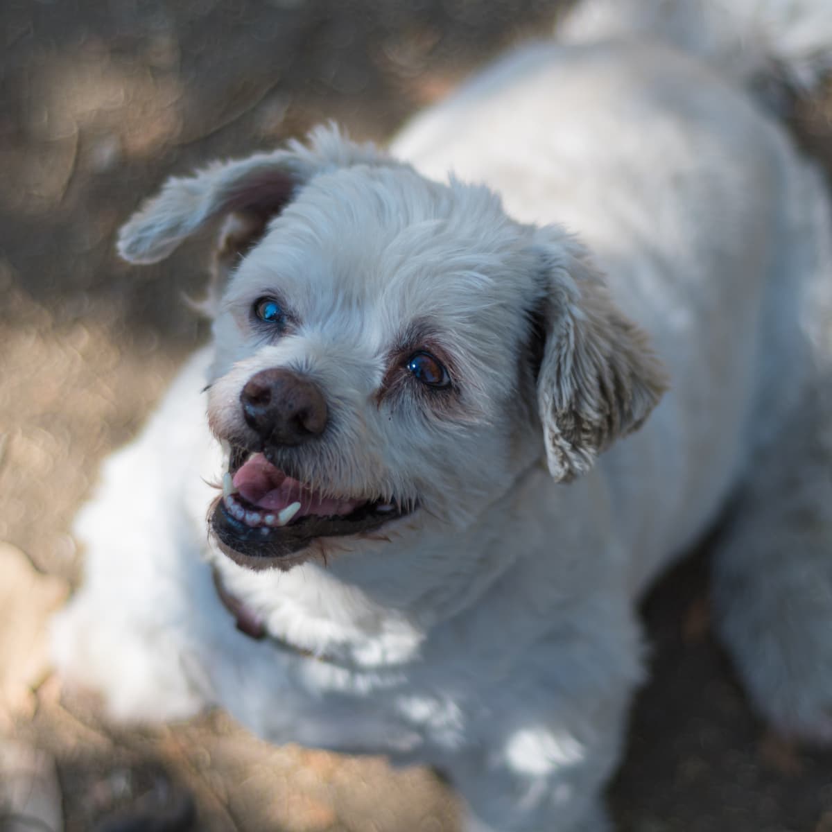 Old maltese hotsell