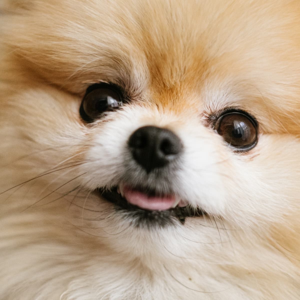 Pomeranian store therapy dog