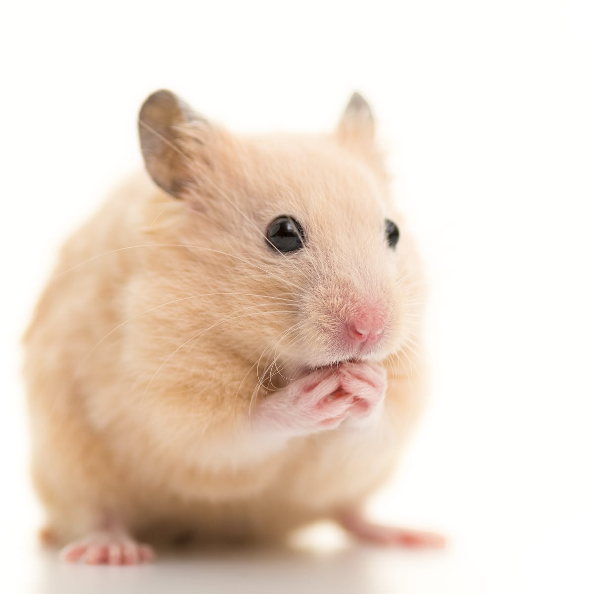 Hamster s Trip To Meet Santa at Petsmart Couldn t Be Better