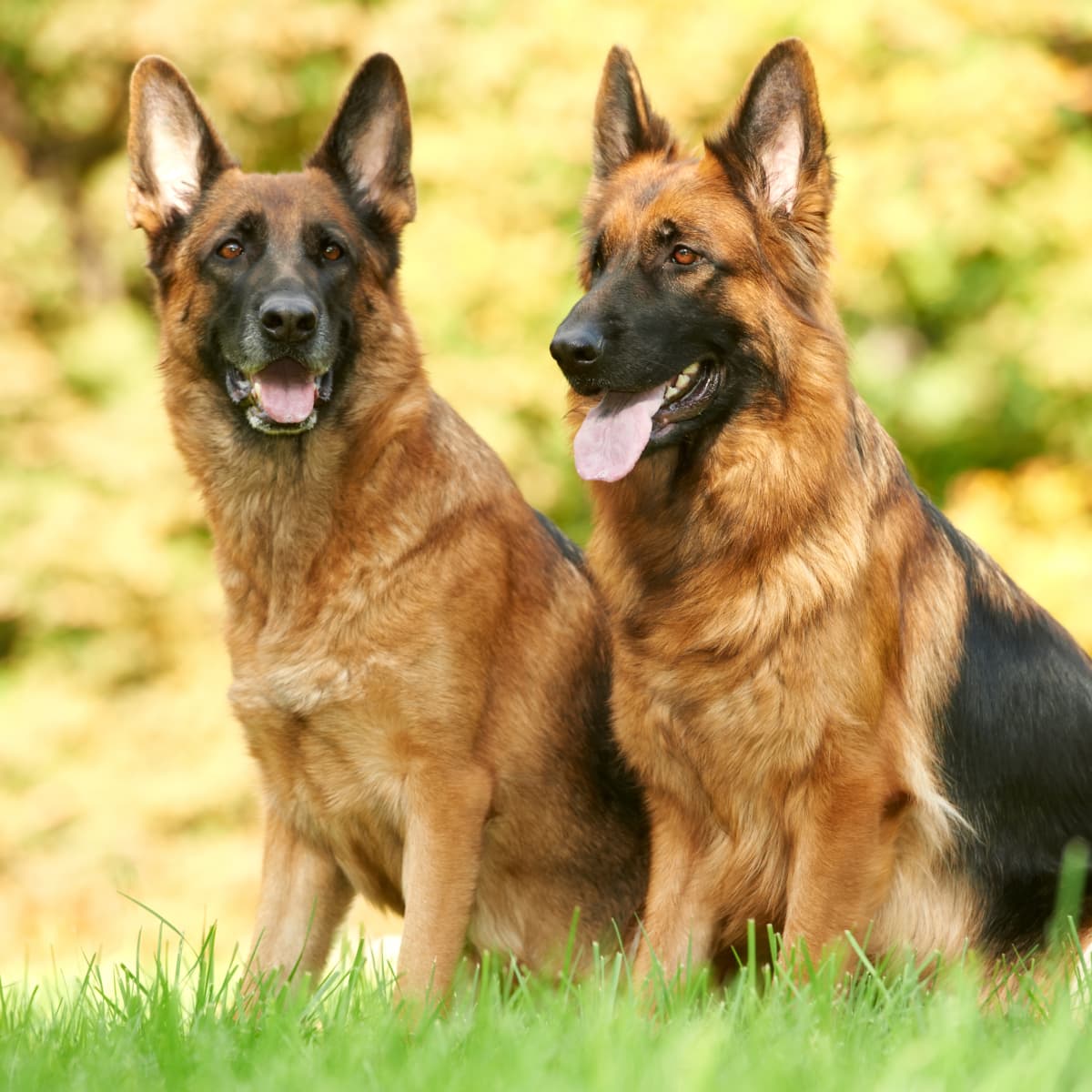 Getting a second german hot sale shepherd