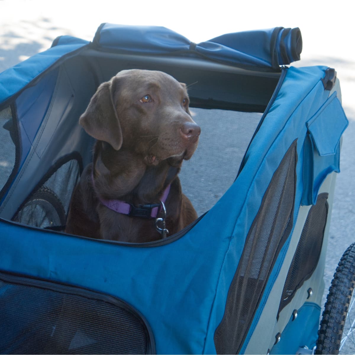 Senior sales dog stroller
