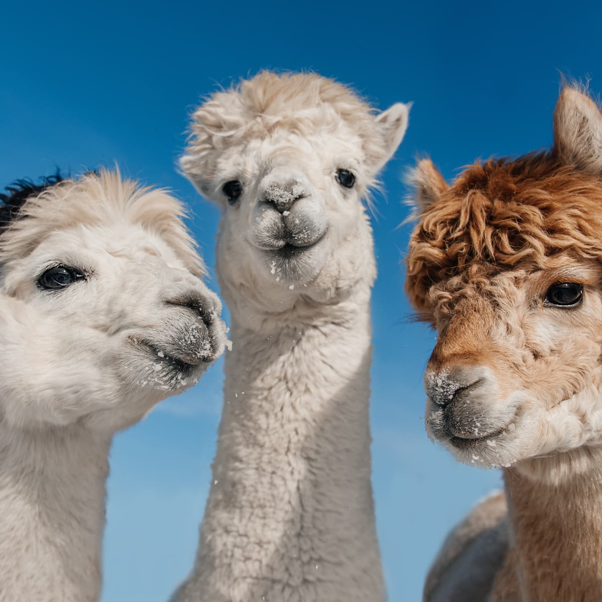 Dog alpaca costume sale