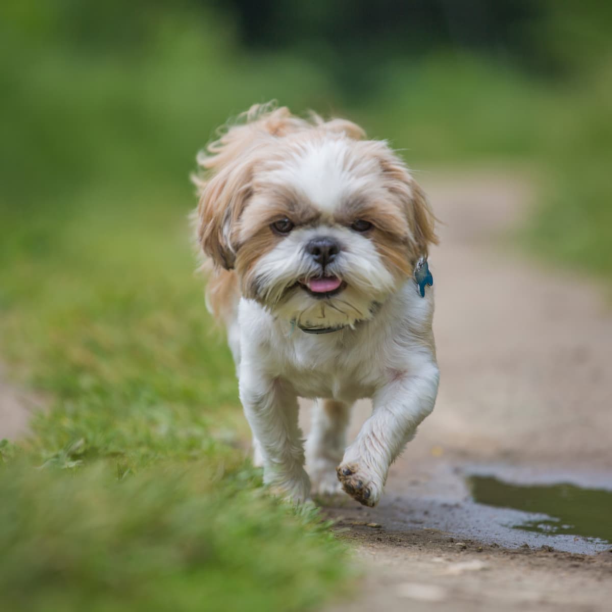 National shih outlet tzu day