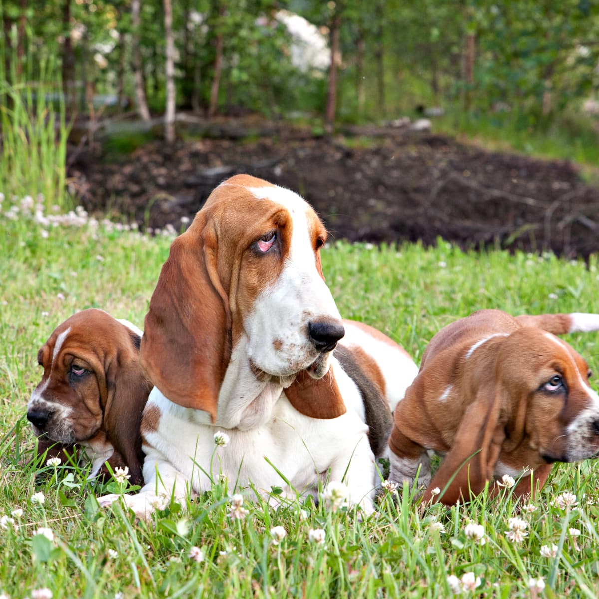 Basset hound discount playing