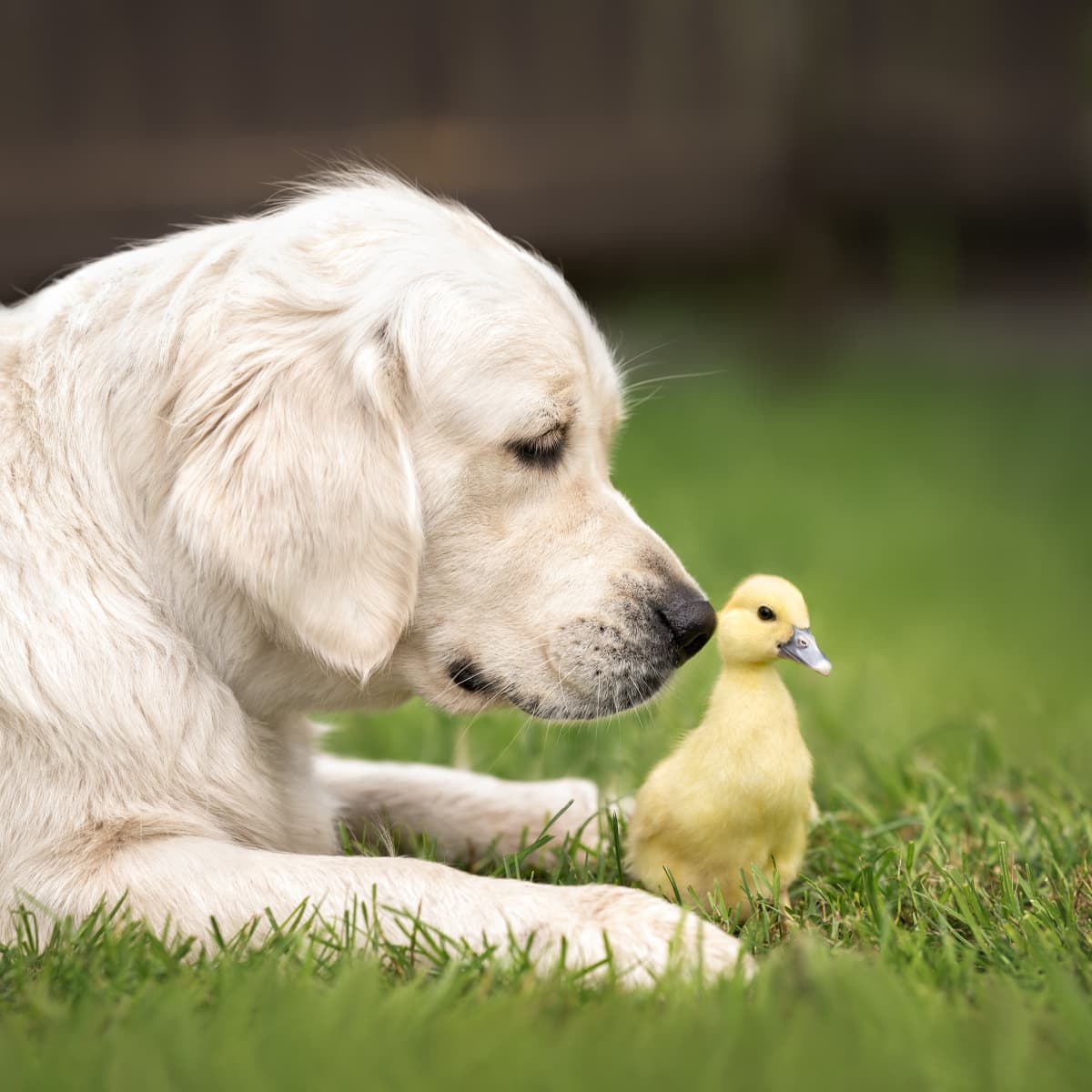 Duck cheap golden retriever