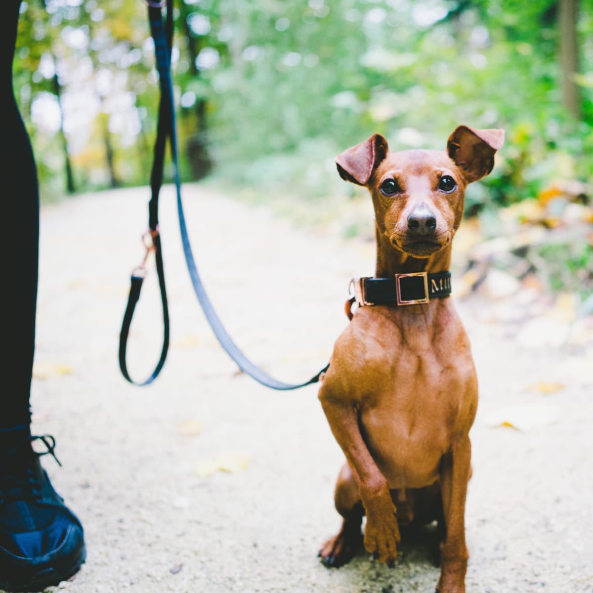 Are There OTC Dog Seizure Treatments or Proven Home Remedies PetHelpful