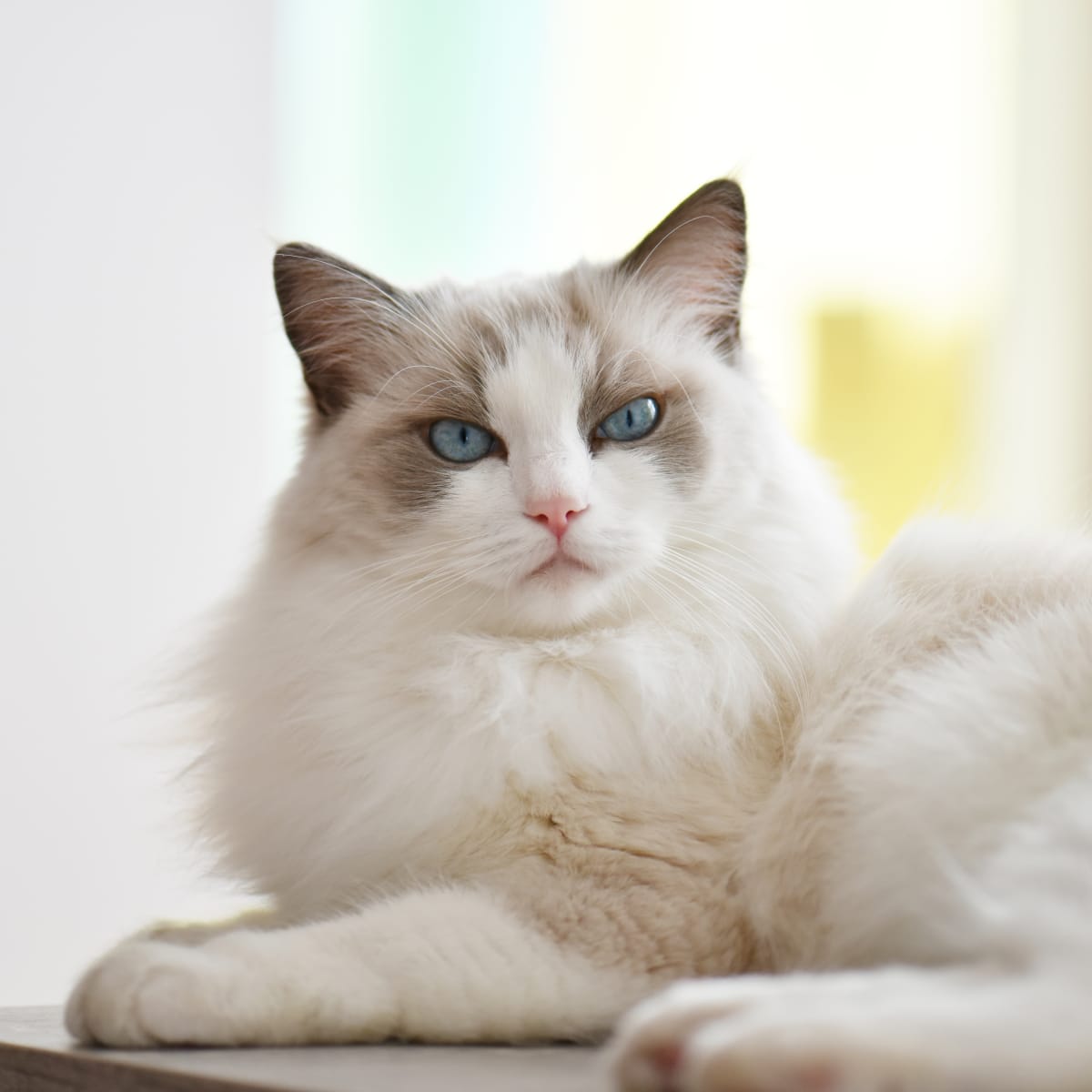 Ragdoll deals blue queen