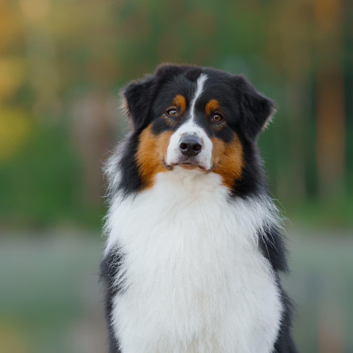 Funny aussie top dog videos