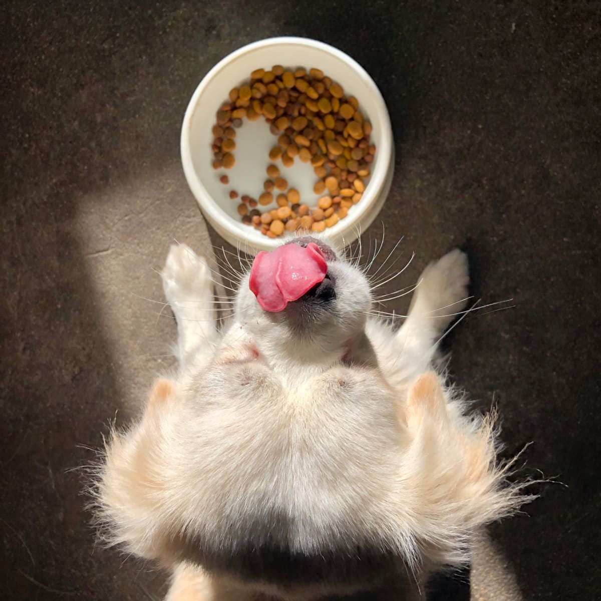 Puppy ate cat food cheap