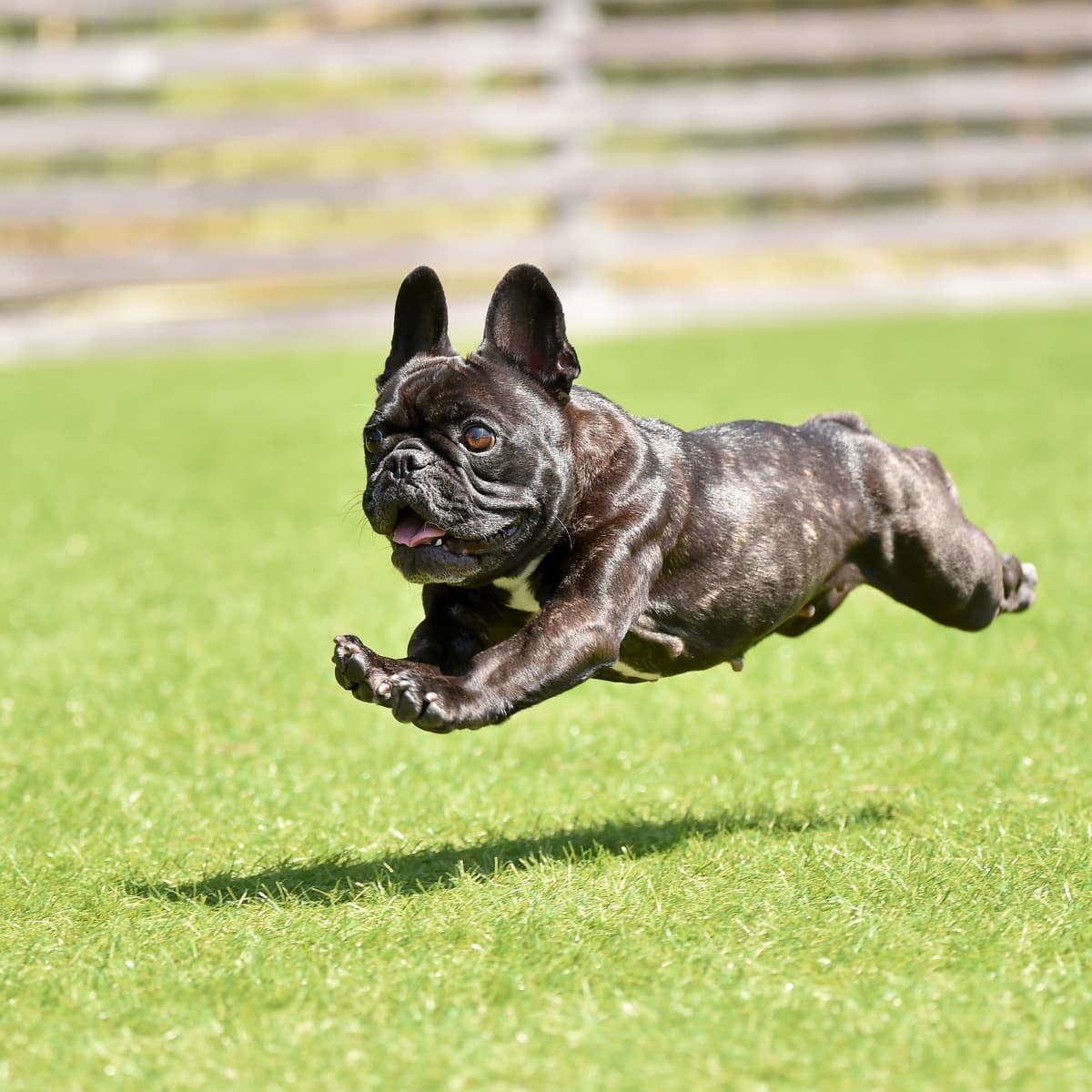 Video of French Bulldog s Case of the Zoomies Is So Cute It s