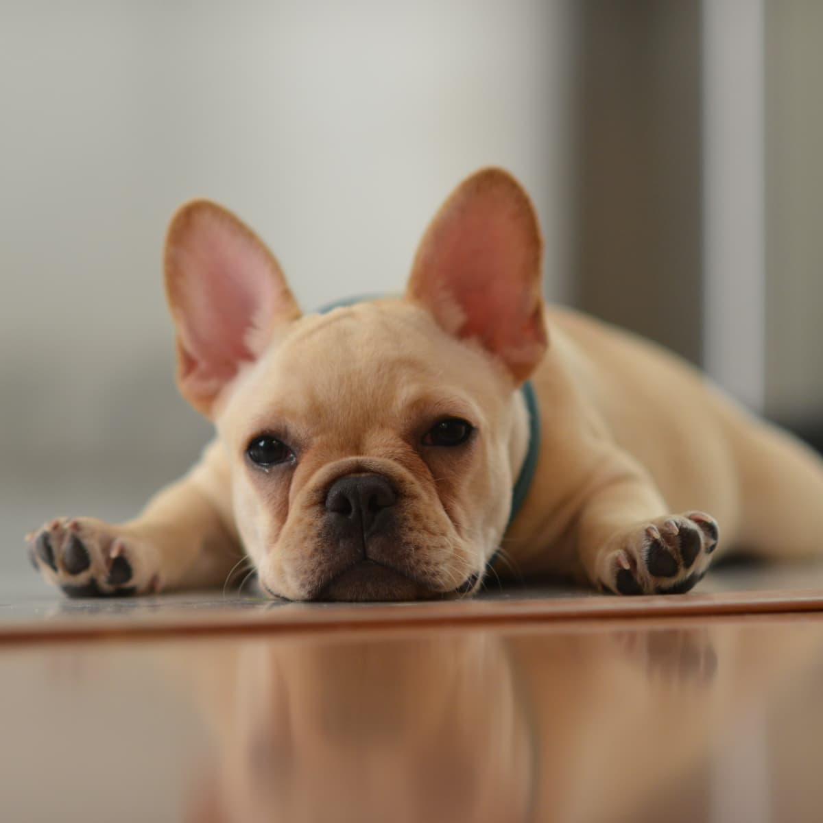 French top bulldog robe