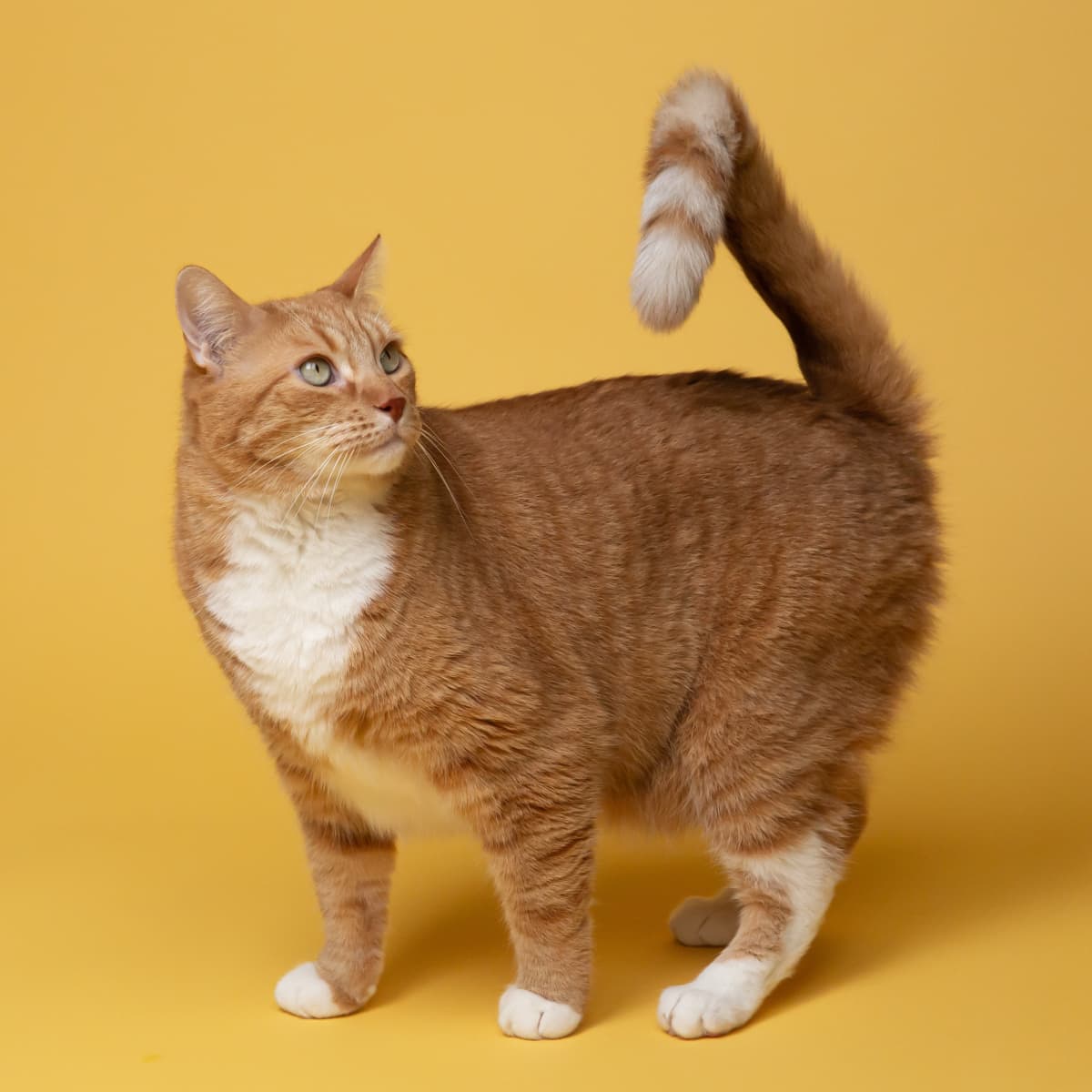 Tapeworm medication for kittens deals