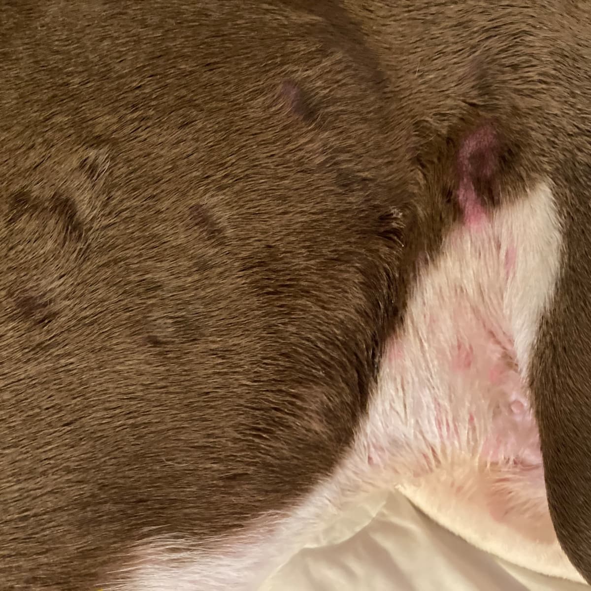 Puppy losing fur outlet