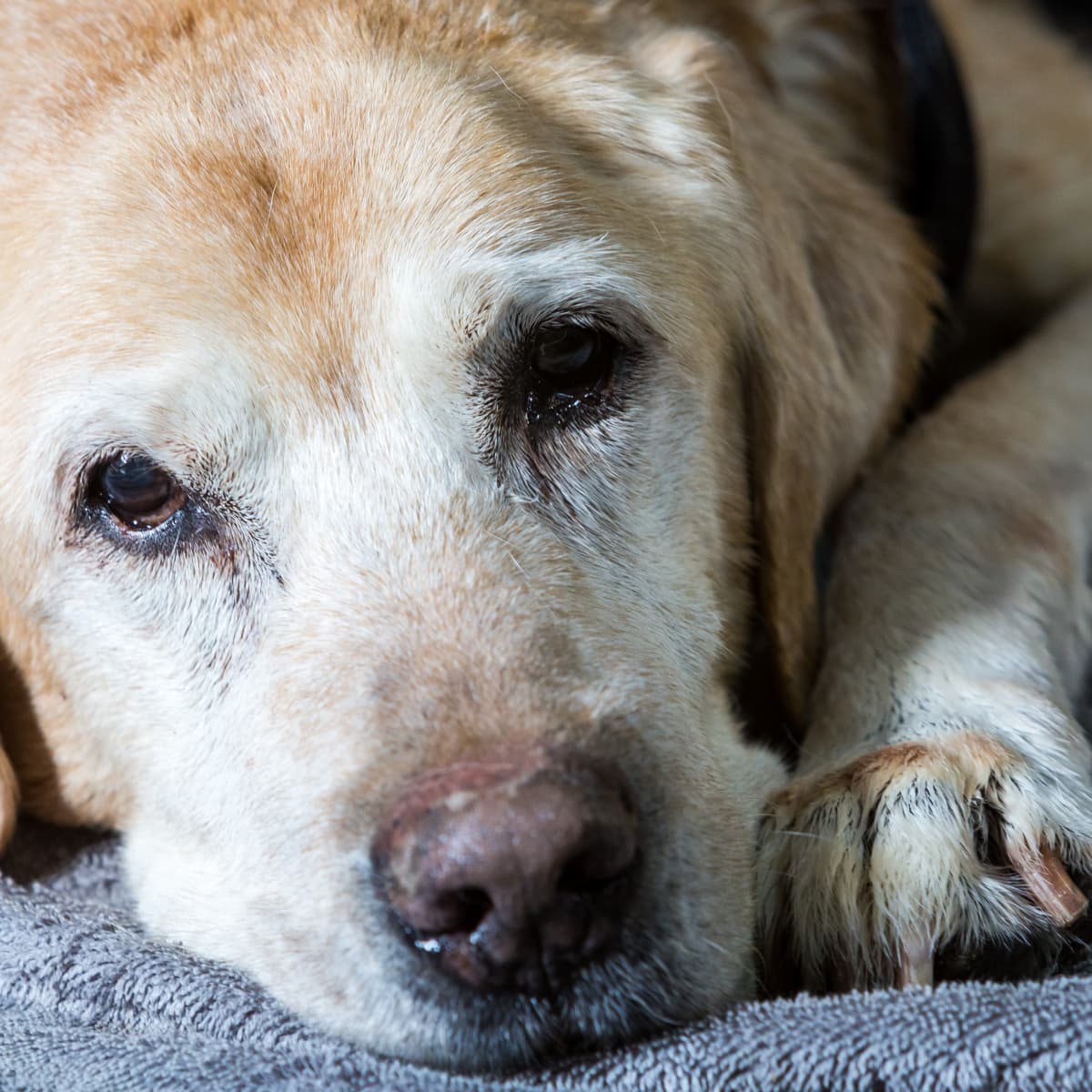 15 years old sales dog