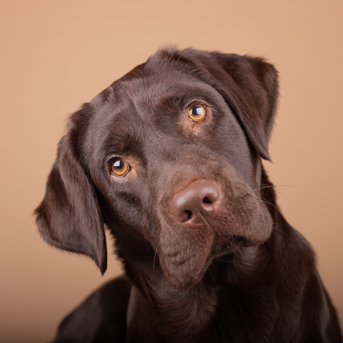 Baby chocolate lab discount