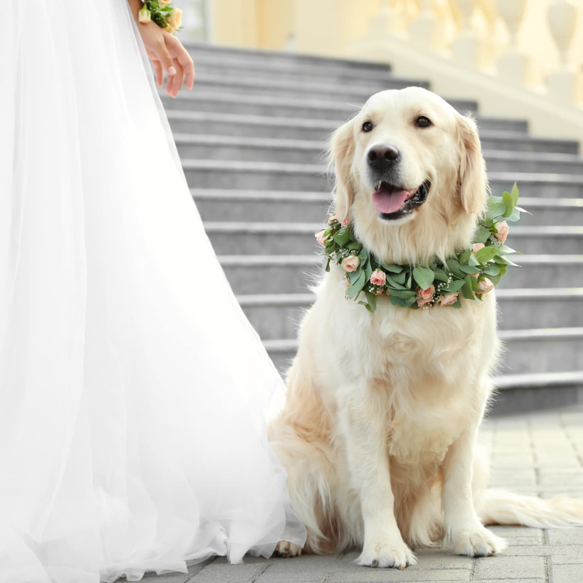 Golden retriever wedding top