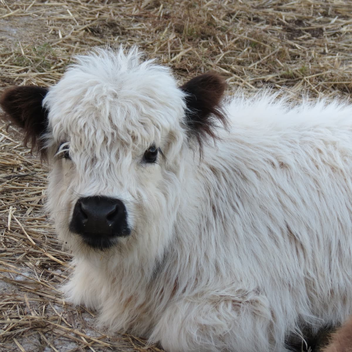 Fuzzy cow dog hot sale