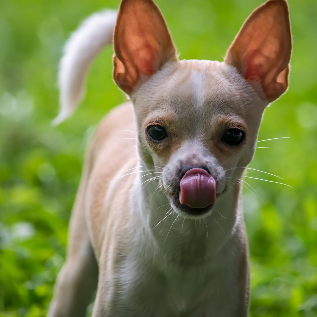 Chihuahua in 2024 a cup