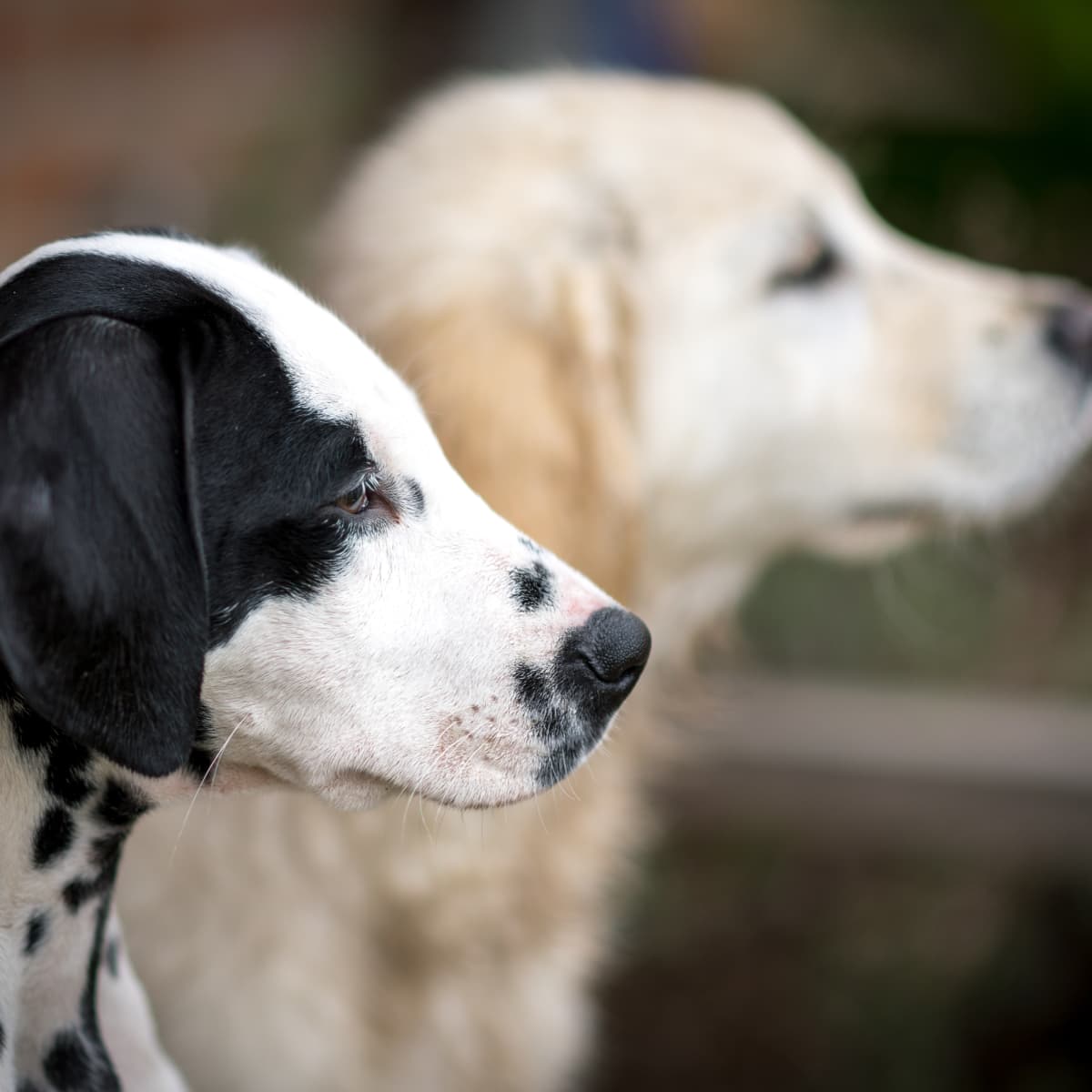 Golden dalmatian 2024 puppies